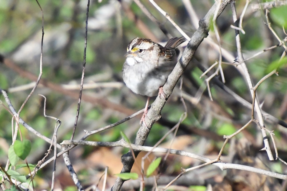 White-throated Sparrow - ML616556715