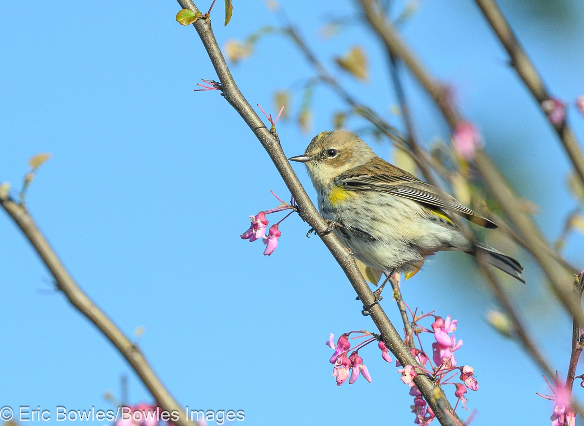 Yellow-rumped Warbler (Myrtle) - Eric Bowles