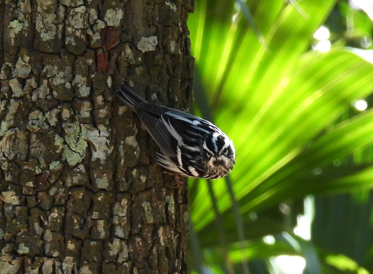 Black-and-white Warbler - ML616556798