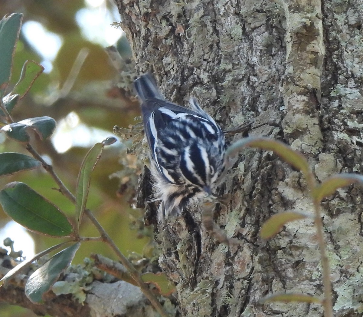Black-and-white Warbler - ML616556799