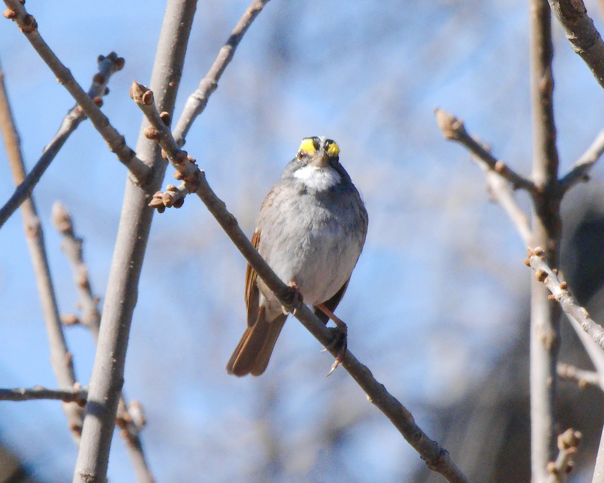 White-throated Sparrow - ML616556864