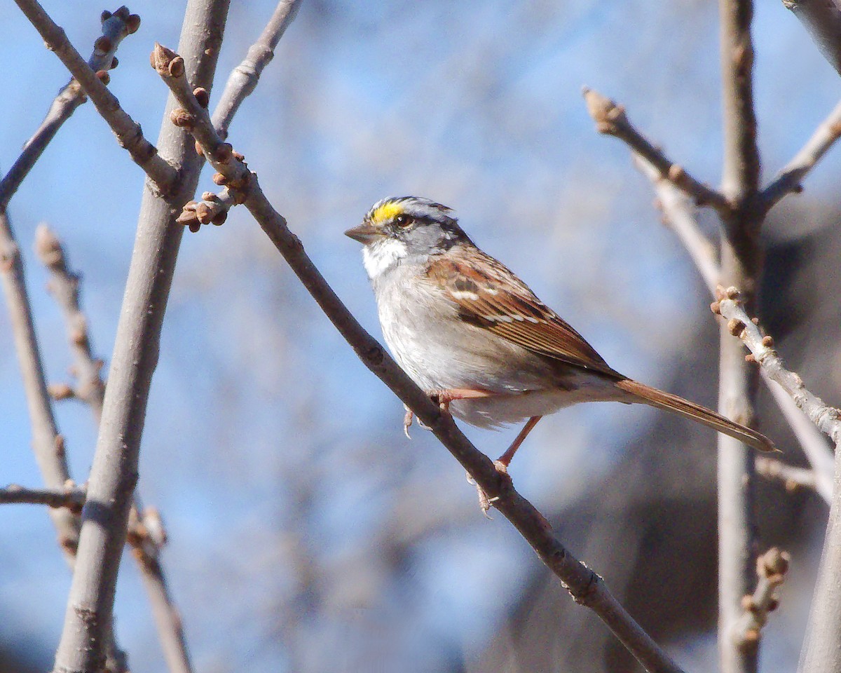 White-throated Sparrow - ML616556865