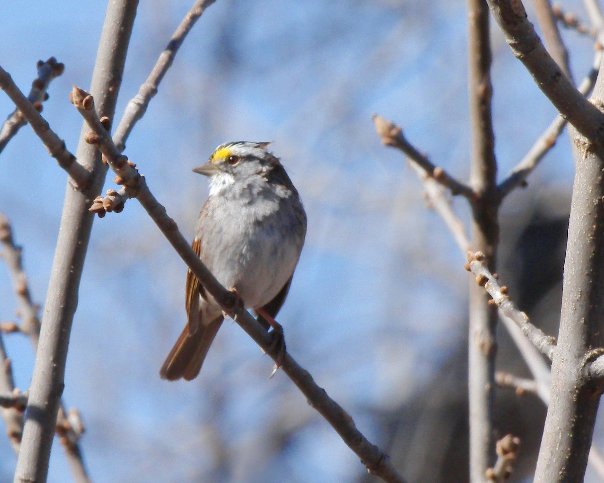 White-throated Sparrow - ML616556866