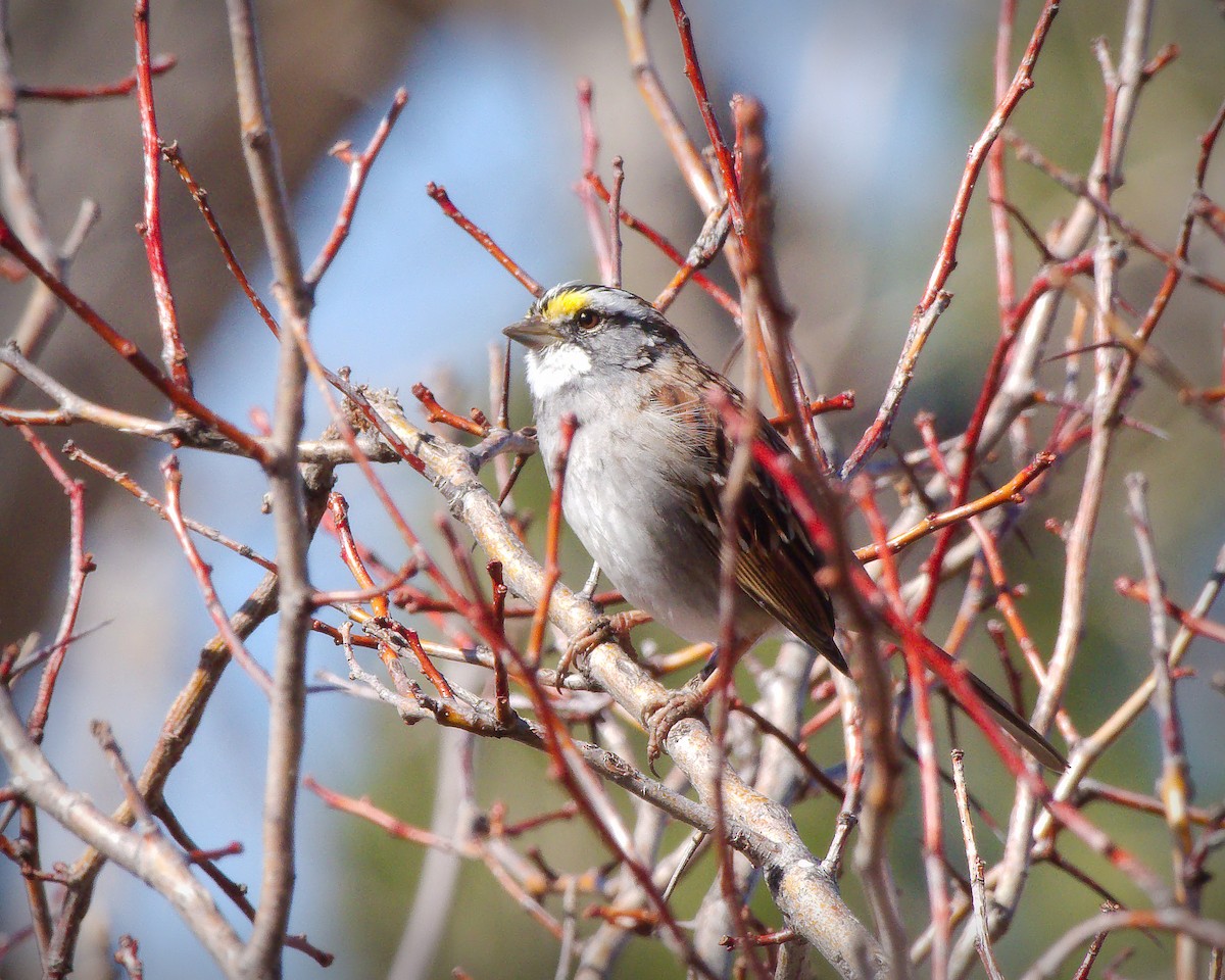 White-throated Sparrow - ML616556868