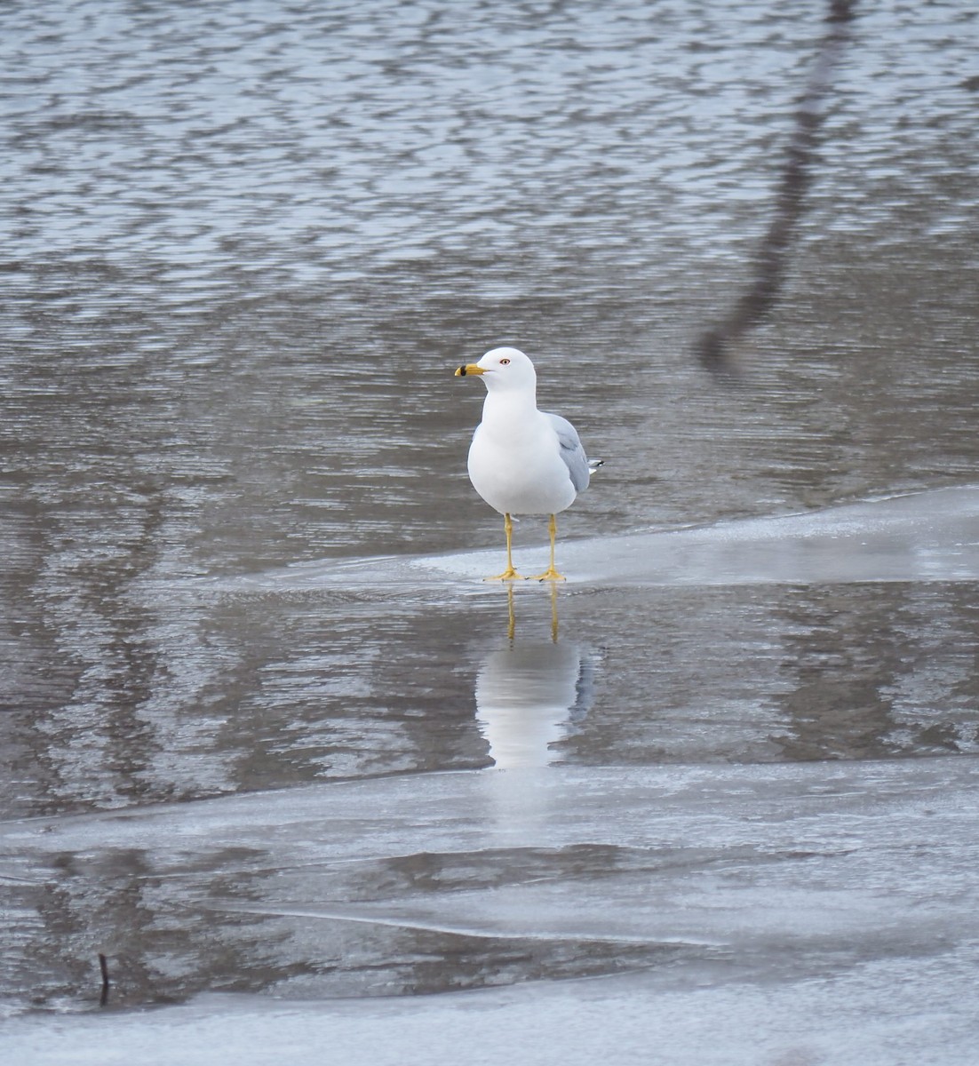 Ring-billed Gull - André Dionne