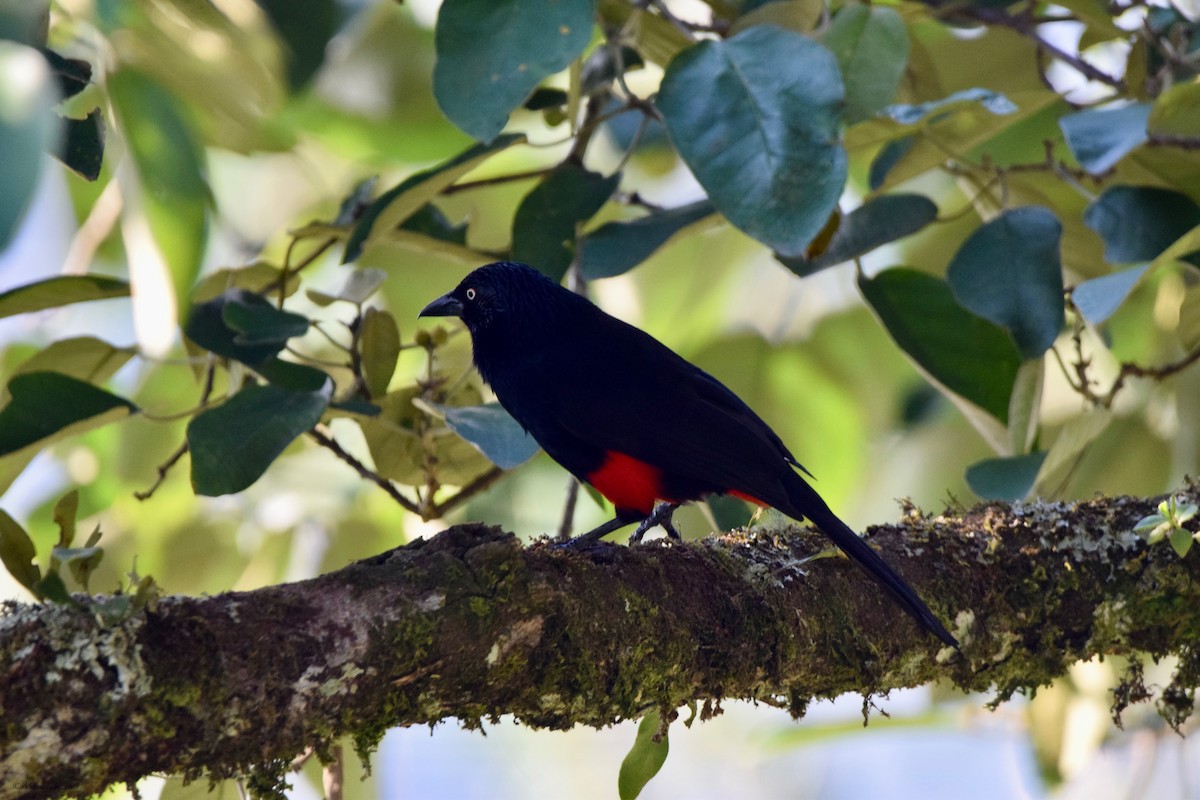 Red-bellied Grackle - ML616556886