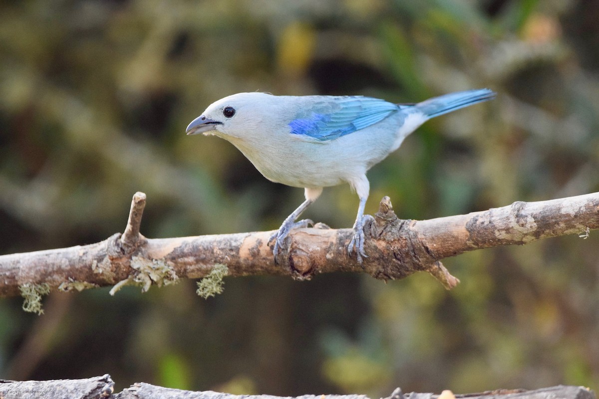 Blue-gray Tanager - ML616556895