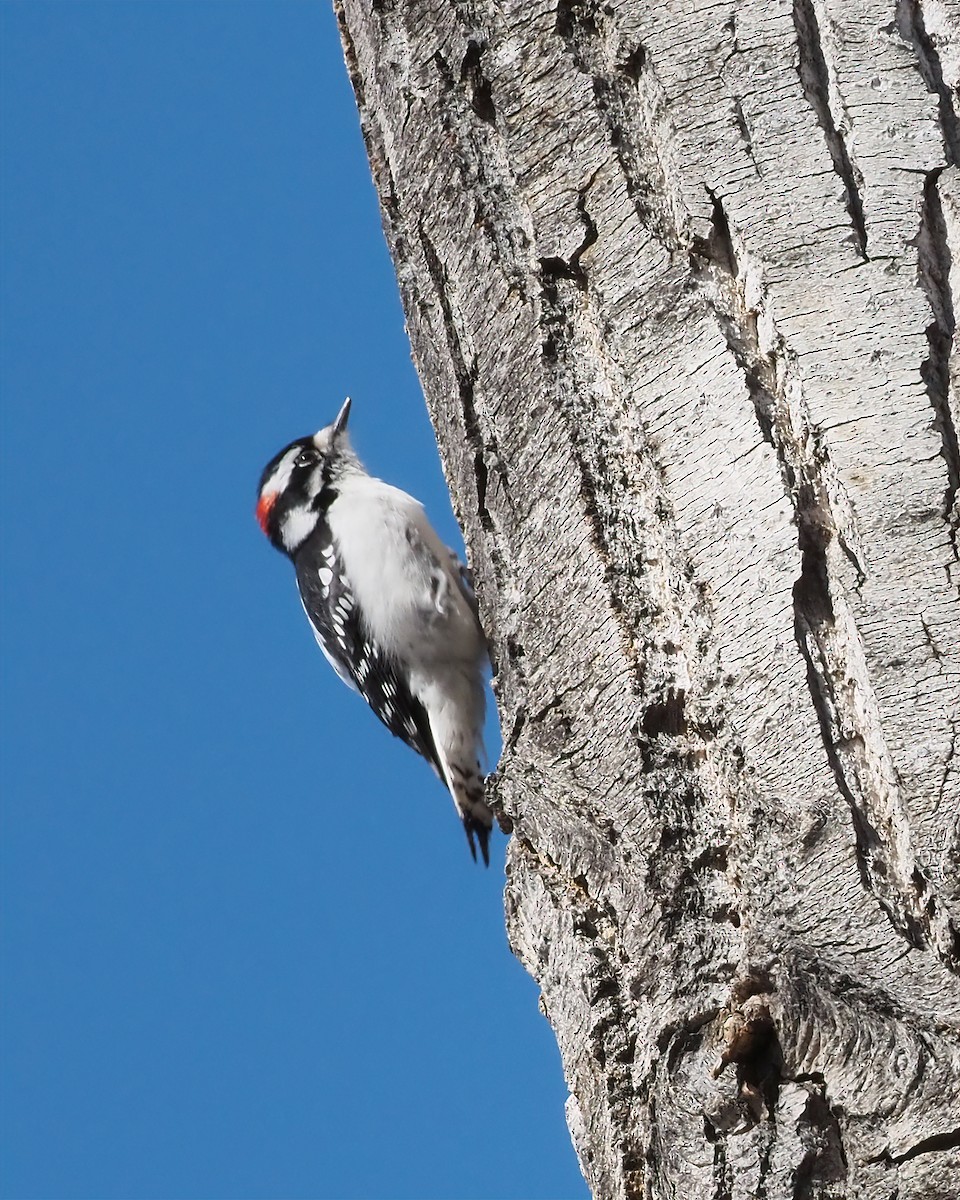 Downy Woodpecker - ML616556917