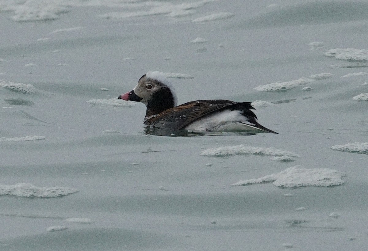 Long-tailed Duck - Bill Thompson