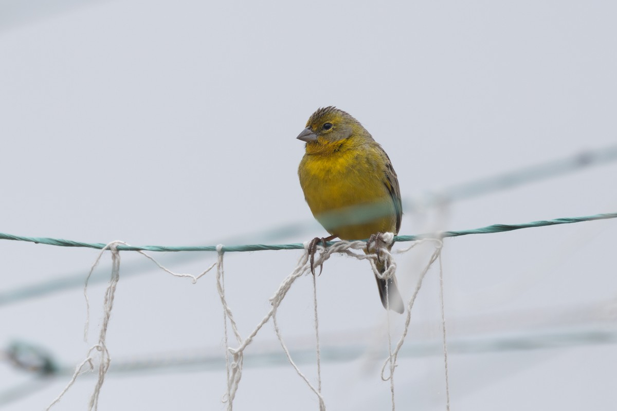 Grassland Yellow-Finch (Montane) - ML616557013