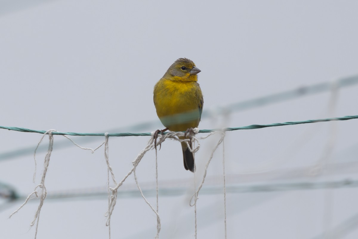 Grassland Yellow-Finch (Montane) - ML616557014