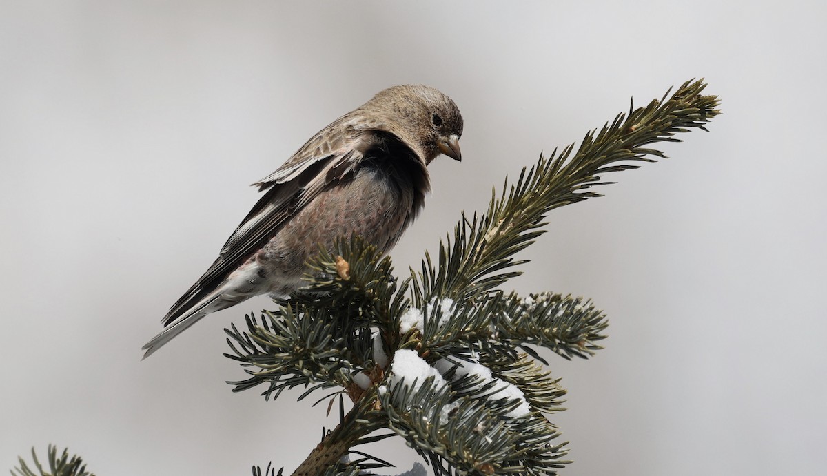 Brown-capped Rosy-Finch - ML616557051