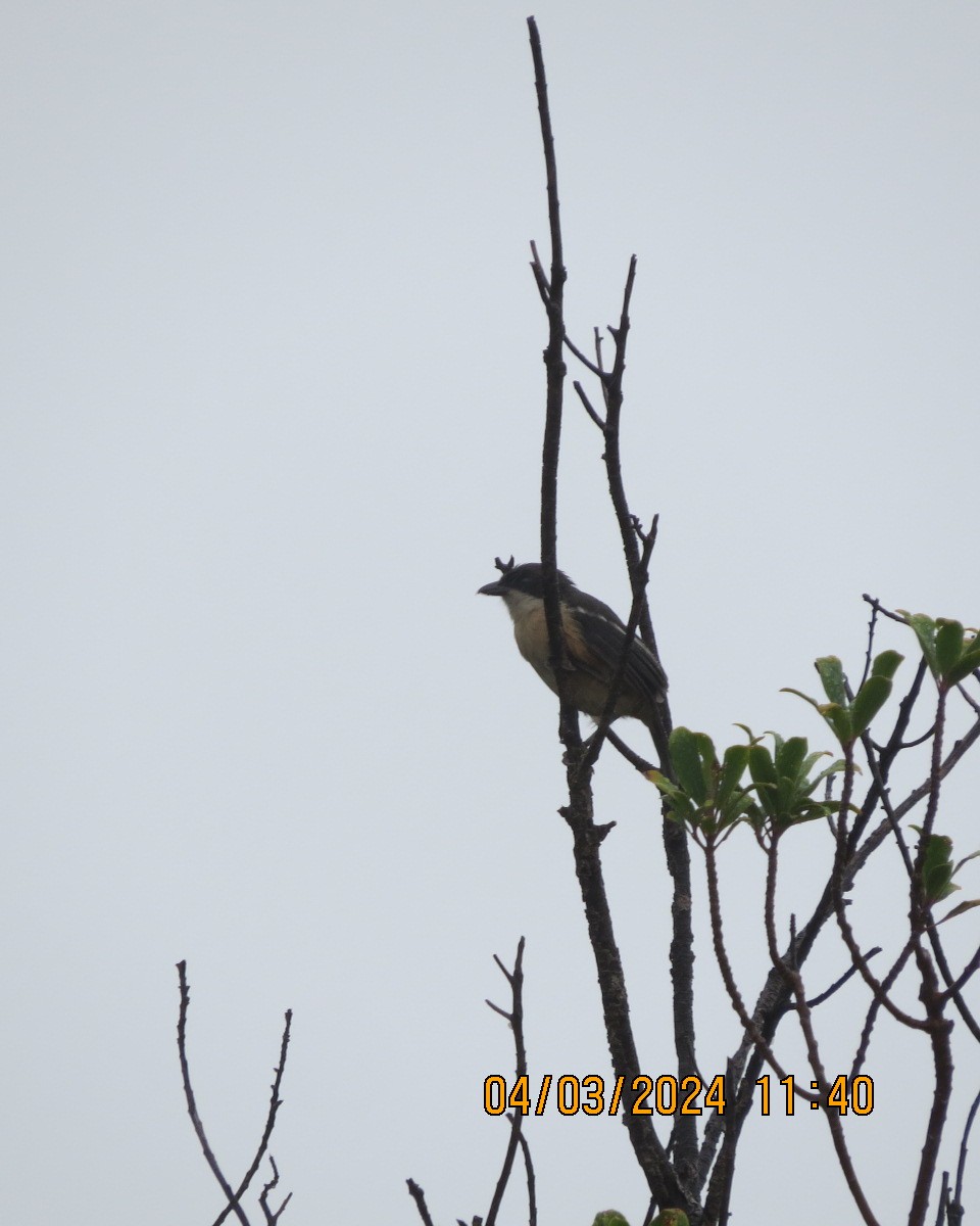 eBird Checklist - 4 Mar 2024 - Harold Porter Botanical Gardens - 23 species