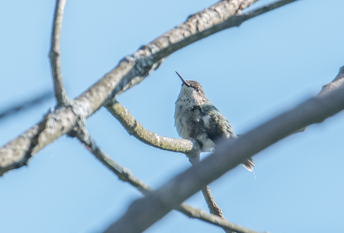 Ruby-throated Hummingbird - ML616557085