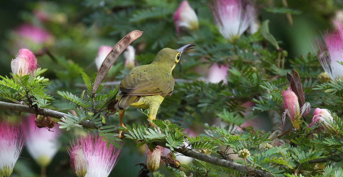 Spectacled Spiderhunter - Brian Small