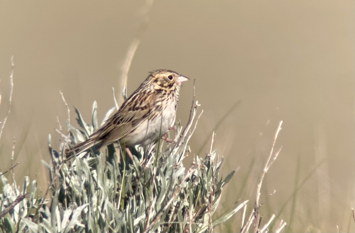 Baird's Sparrow - Patrick Maurice