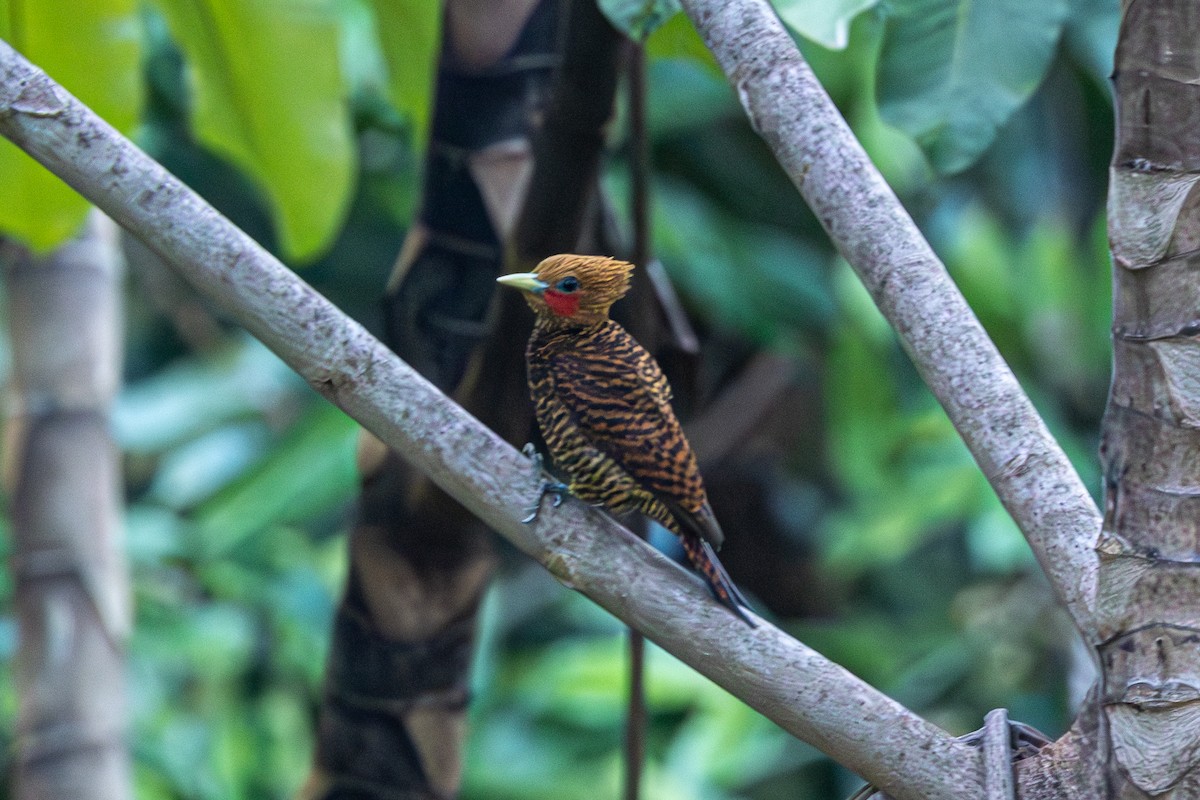 Waved Woodpecker - ML616557218
