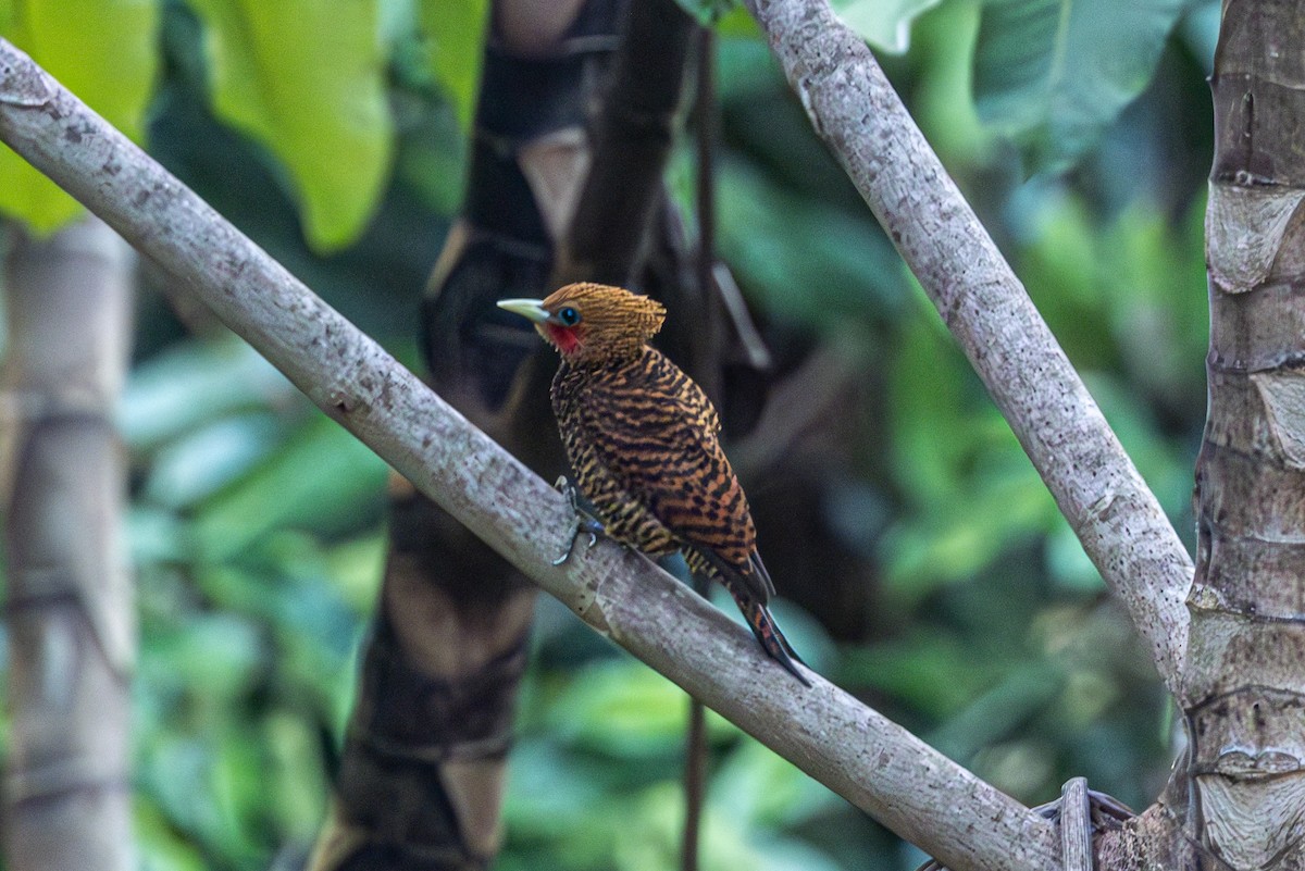 Waved Woodpecker - ML616557219