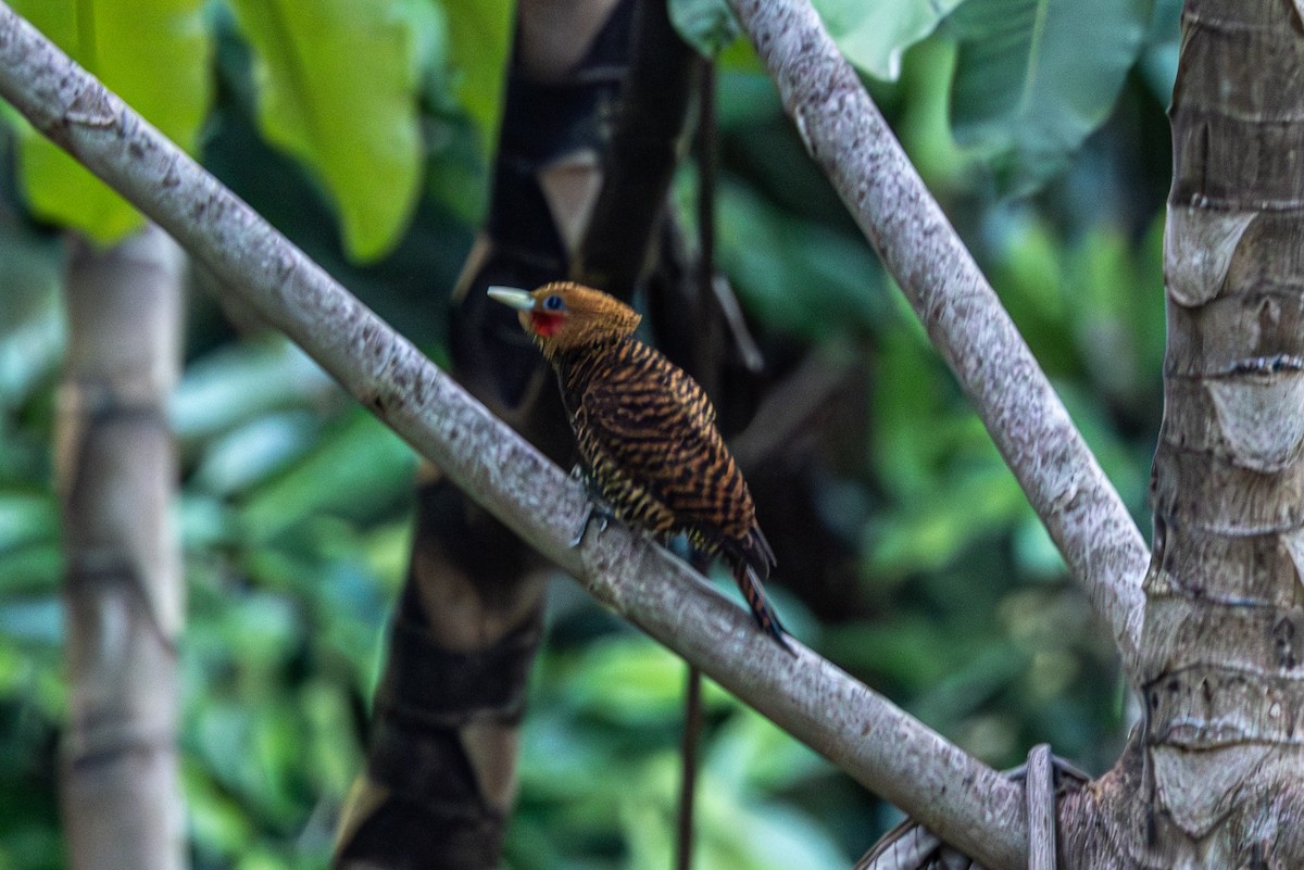 Waved Woodpecker - ML616557221