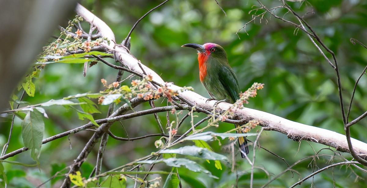 Red-bearded Bee-eater - Brian Small