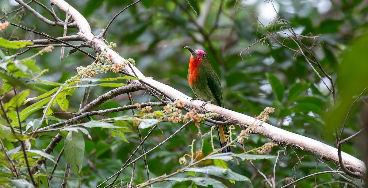 Red-bearded Bee-eater - ML616557232