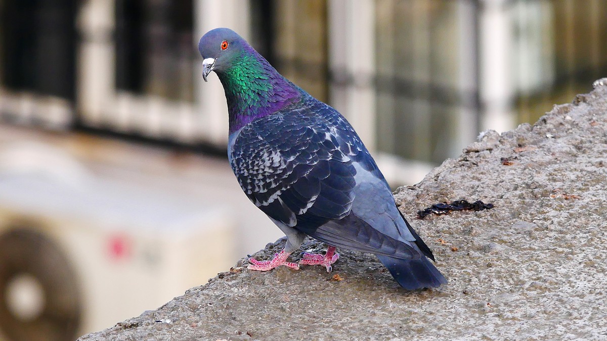 Rock Pigeon (Feral Pigeon) - ML616557255