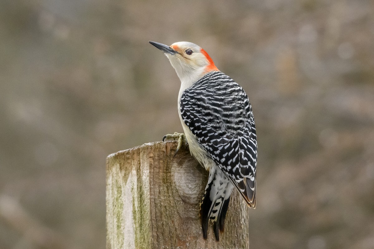 Red-bellied Woodpecker - ML616557352