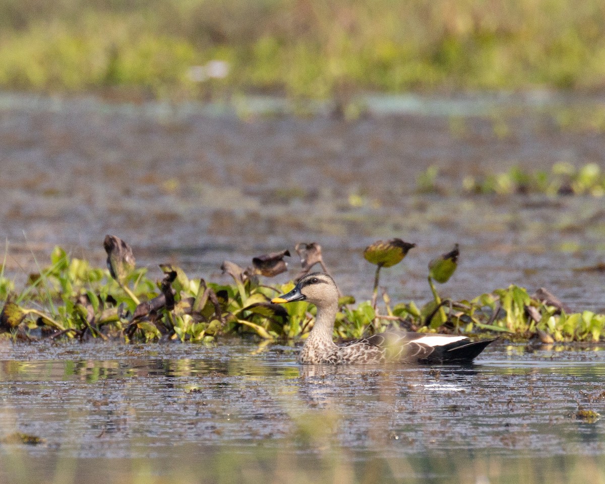 Indian Spot-billed Duck - ML616557361