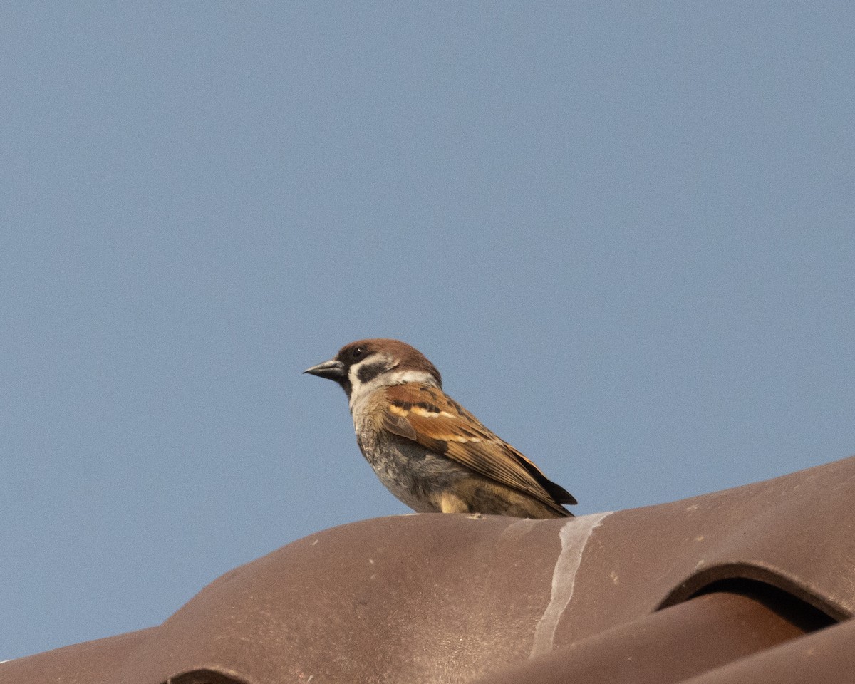 Eurasian Tree Sparrow - Dixie Sommers