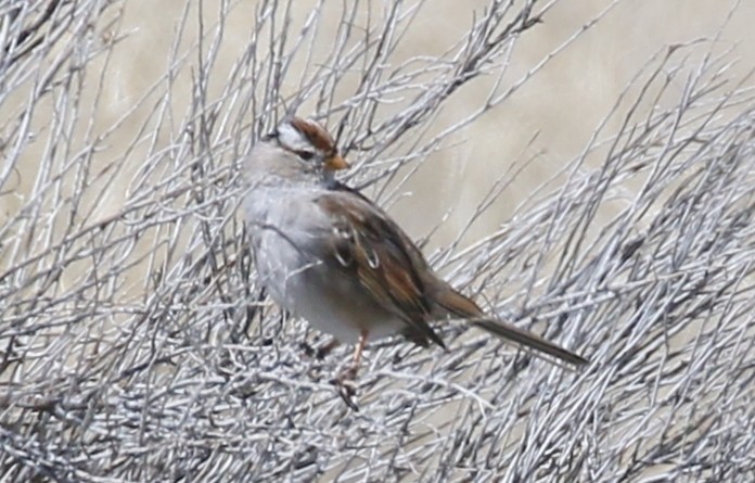 White-crowned Sparrow (Gambel's) - ML616557413