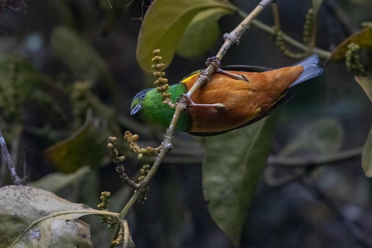 Chestnut-breasted Chlorophonia - Jhonathan Miranda - Wandering Venezuela Birding Expeditions