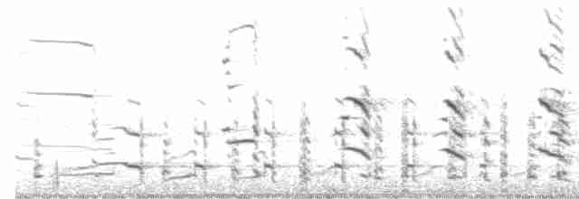 racek polární (ssp. kumlieni) - ML616557604