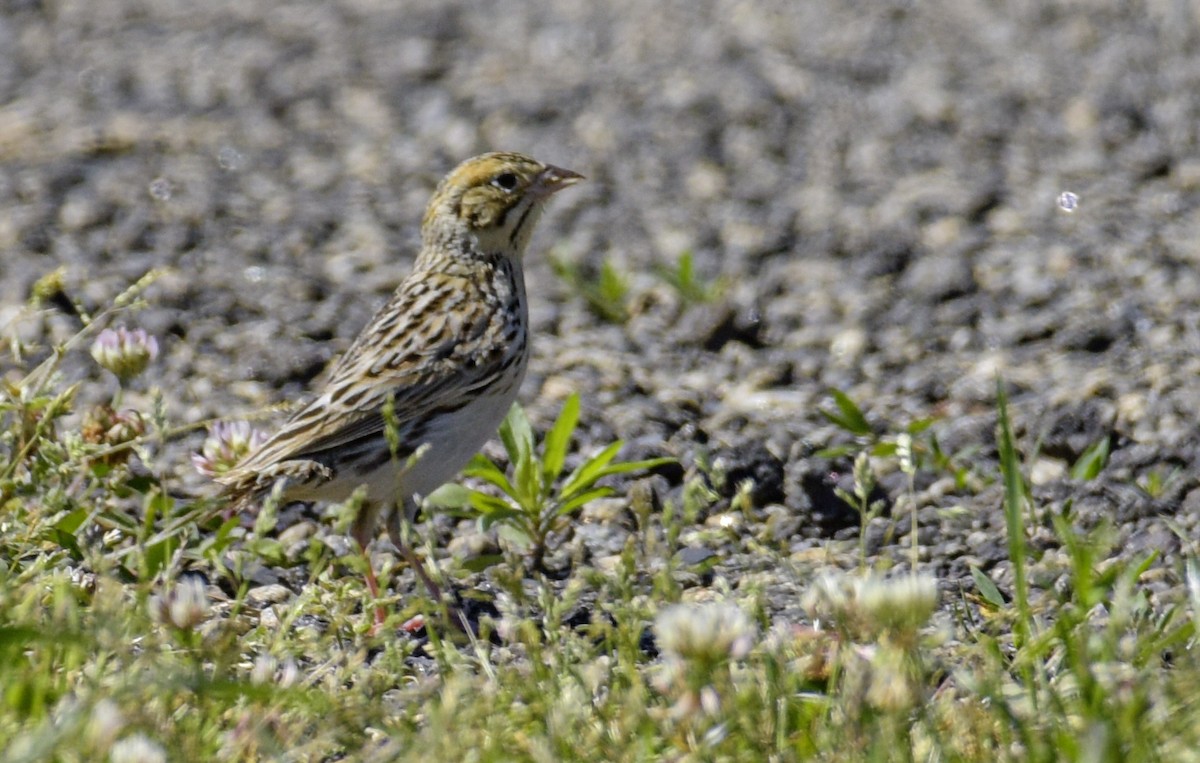 Baird's Sparrow - Patrick Maurice