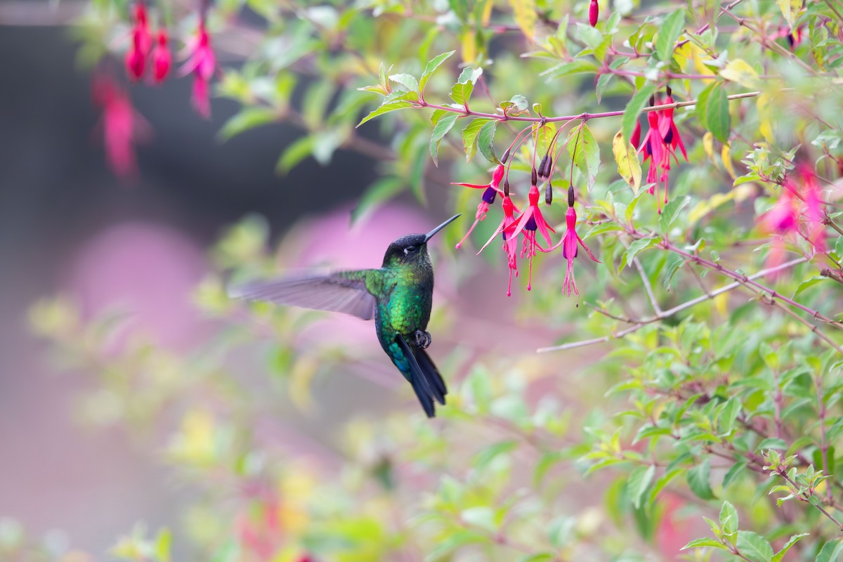 Talamanca Hummingbird - Sammy Cowell