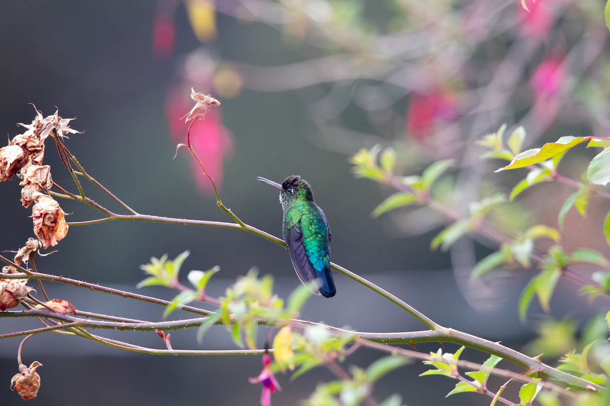 Talamanca Hummingbird - ML616557650