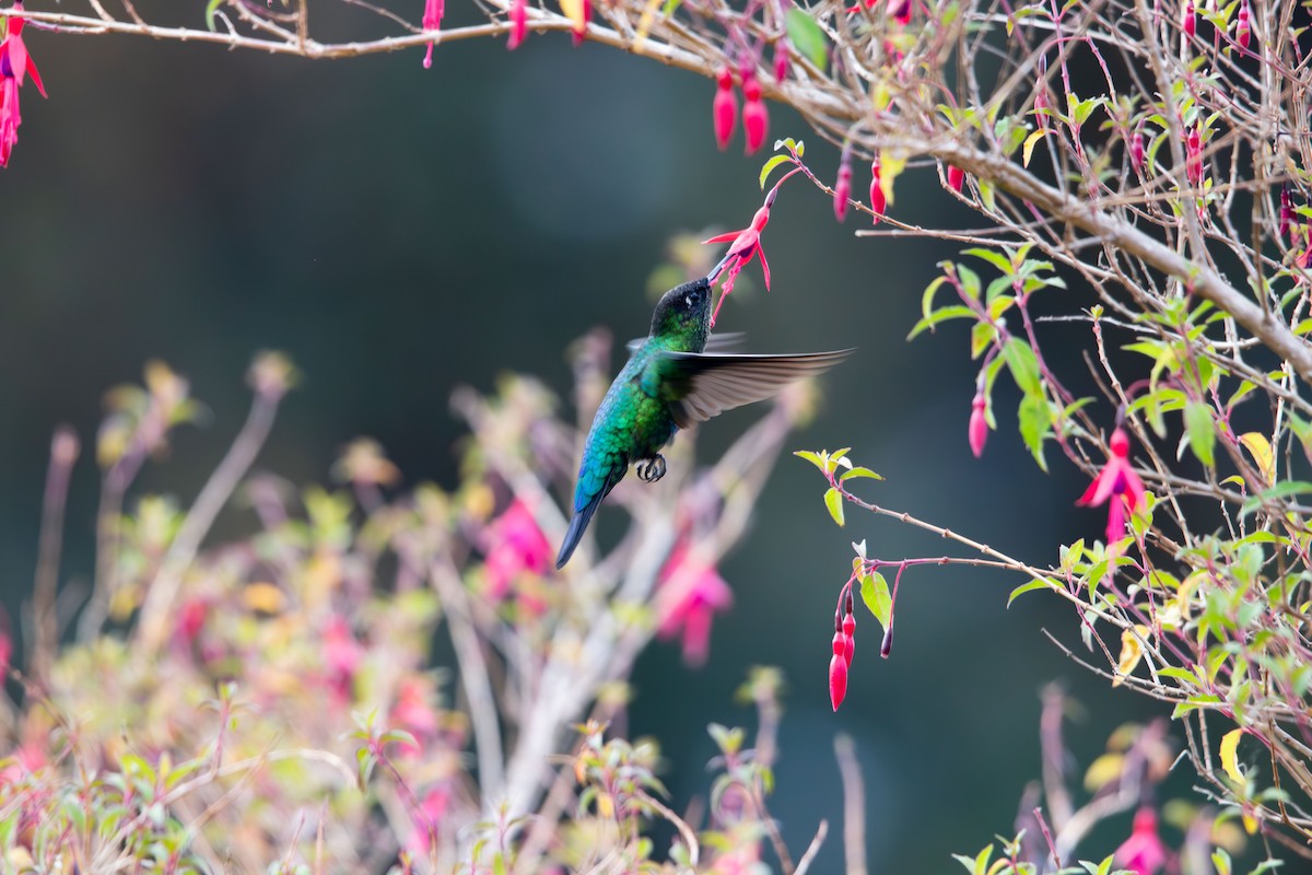 Talamanca Hummingbird - ML616557651