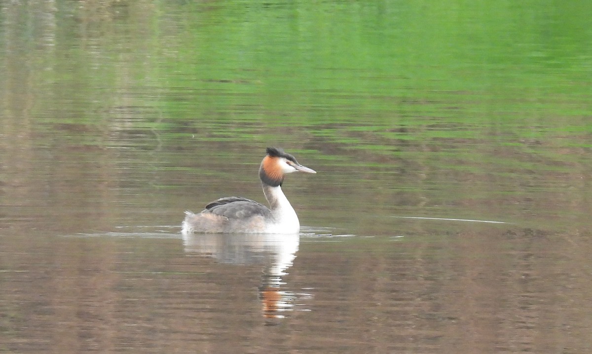 Great Crested Grebe - Peter Middleton