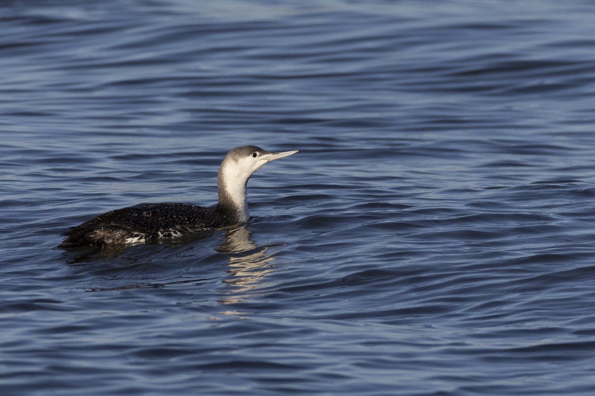 Red-throated Loon - ML616557703