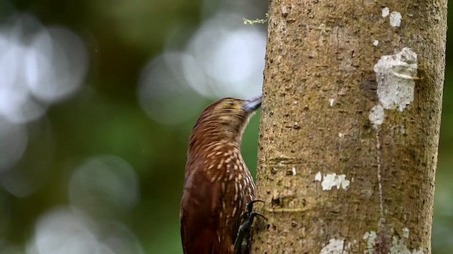 Strong-billed Woodcreeper - ML616557718
