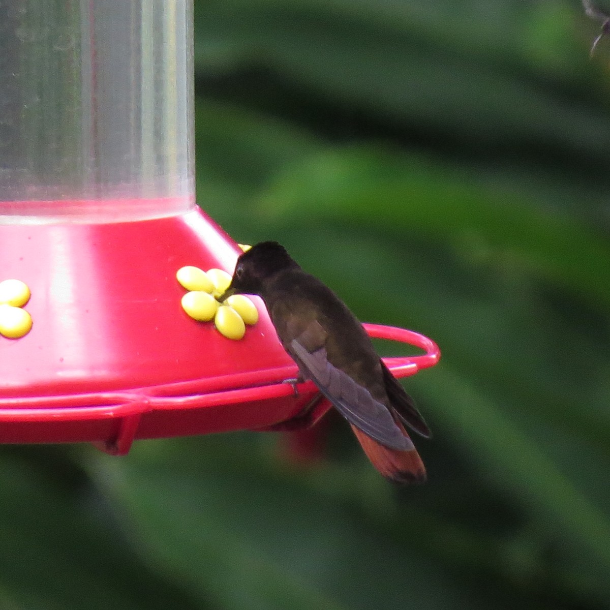 kolibřík červenohlavý - ML616557719