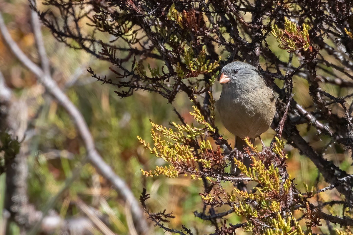 Plain-colored Seedeater - ML616557753