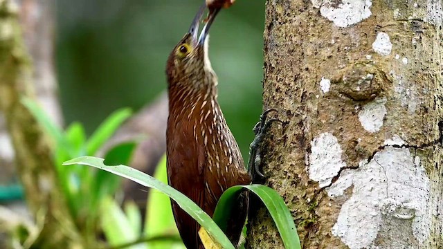 Strong-billed Woodcreeper - ML616557810