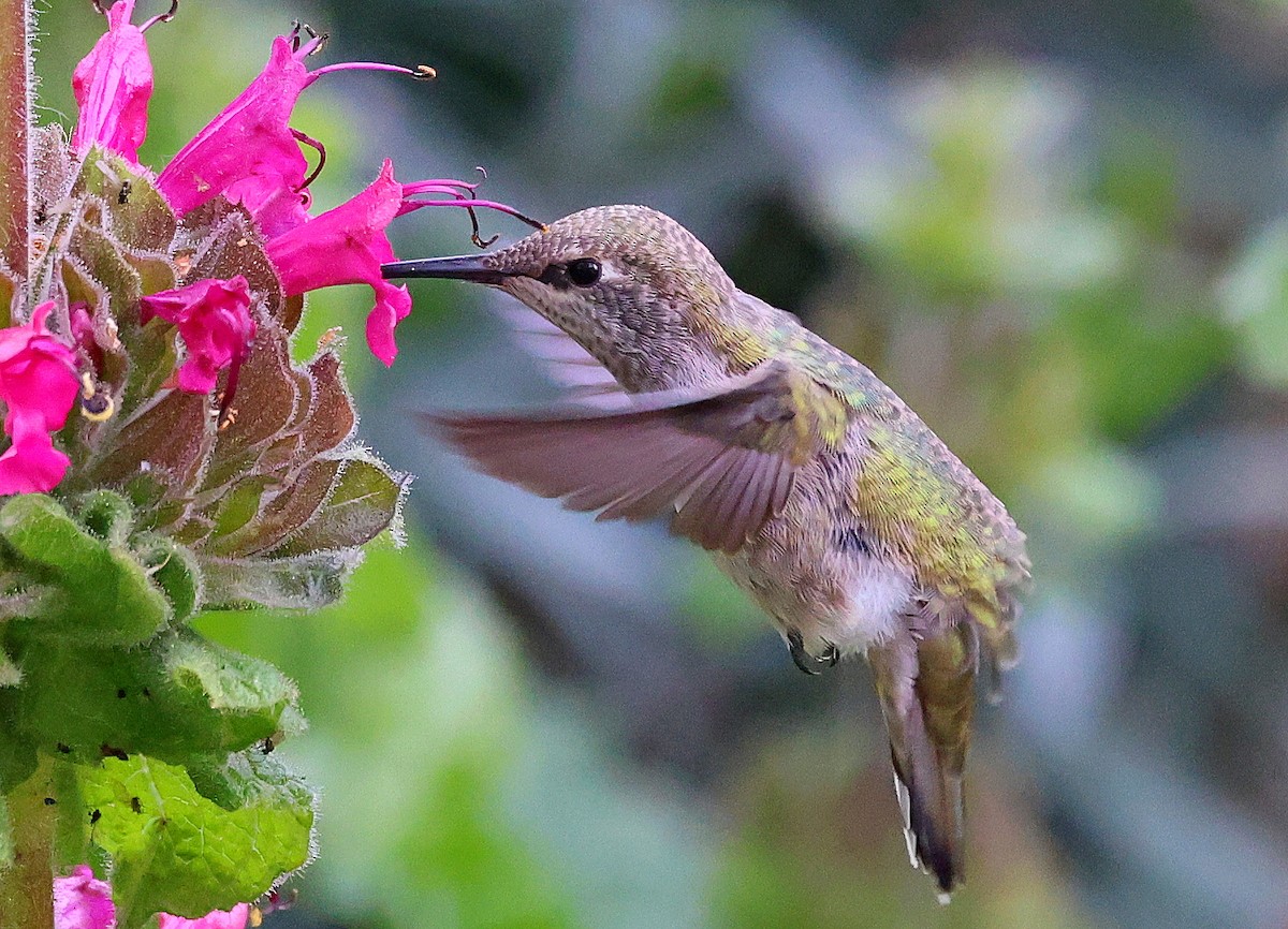 Anna's Hummingbird - ML616557823