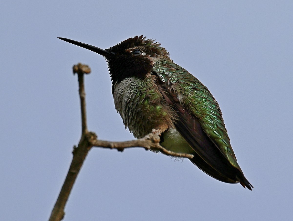 Anna's Hummingbird - ML616557829