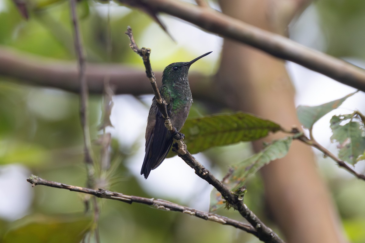 Green-bellied Hummingbird - ML616557832