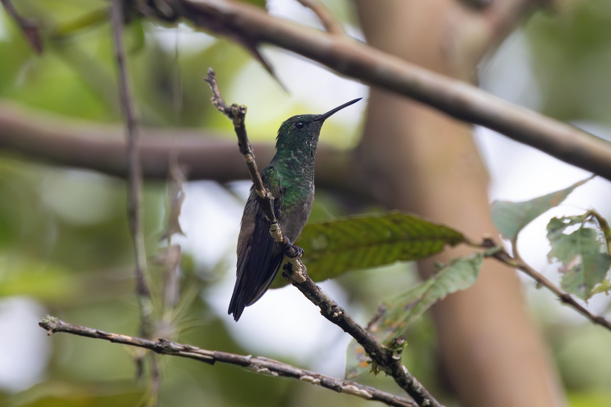 Green-bellied Hummingbird - ML616557833