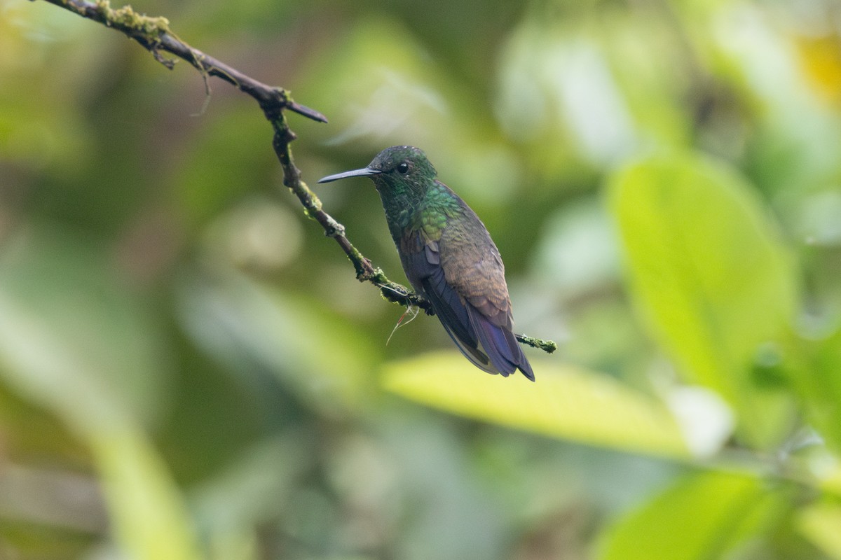Green-bellied Hummingbird - ML616557834