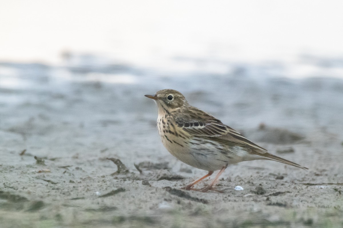 Meadow Pipit - ML616557930