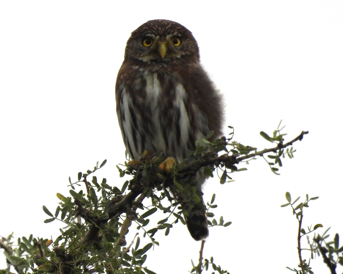 Ferruginous Pygmy-Owl - ML616557972