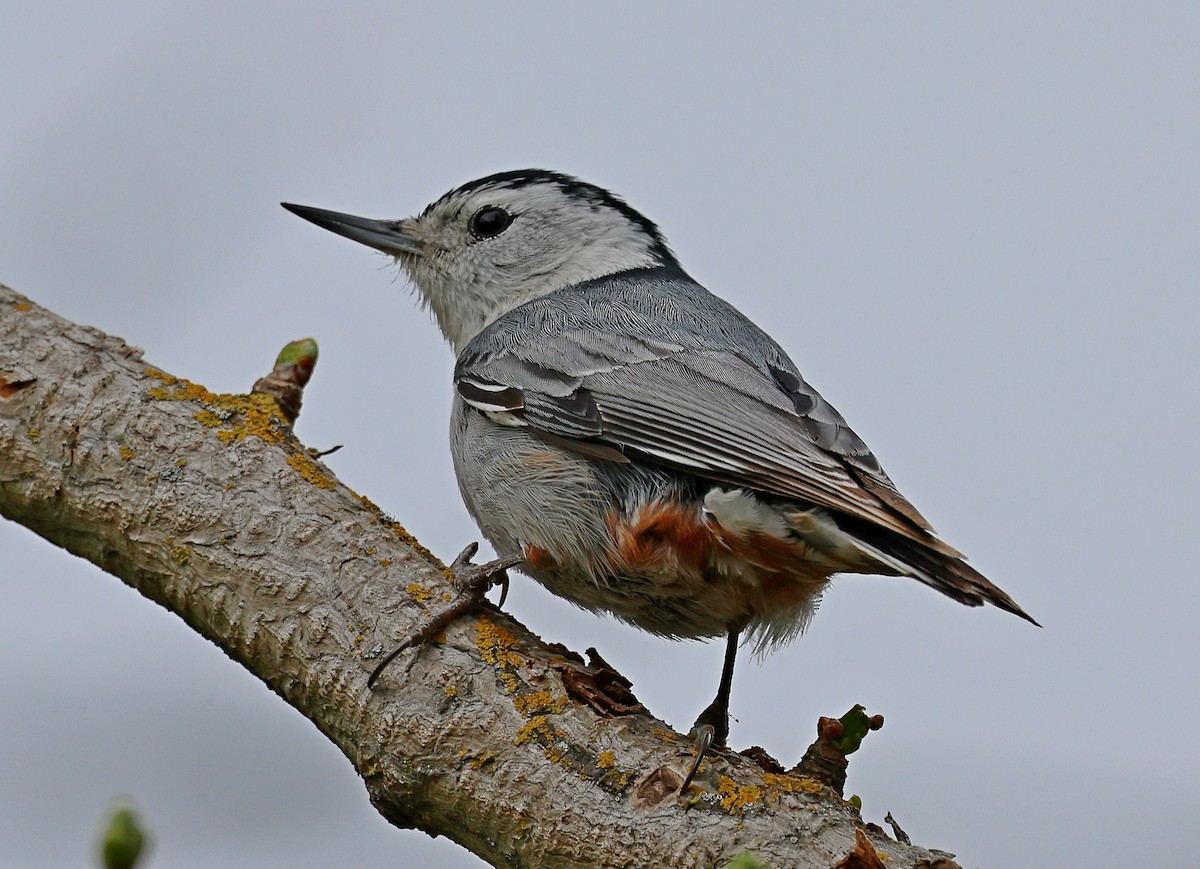 White-breasted Nuthatch - ML616558005